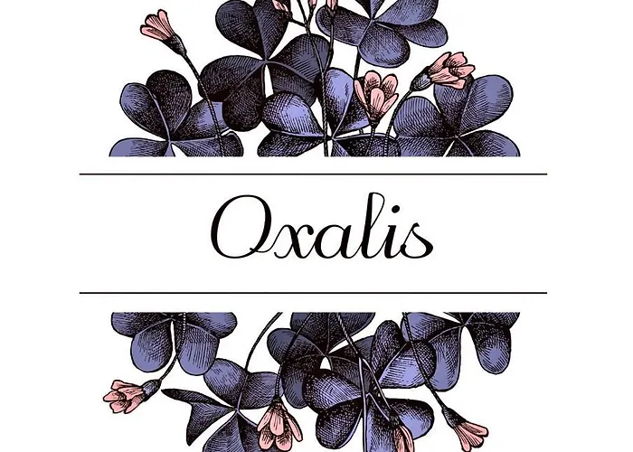 Oxalis 아파트 볼로냐