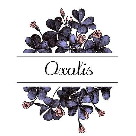 Oxalis דירה בולוניה